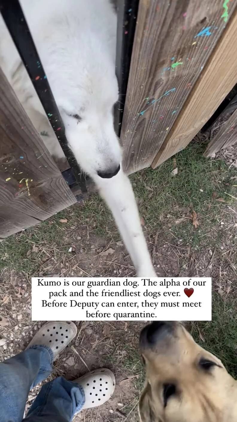 There was an important introduction through a fence—he had to meet Kumo, the top dog in the pack.