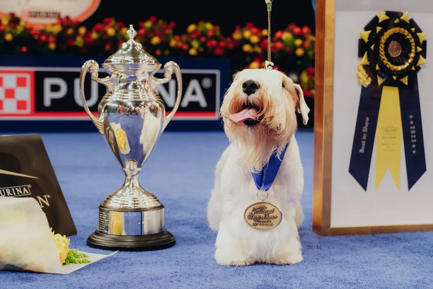 Meet Stache, The Champion Of 2023 National Dog Show