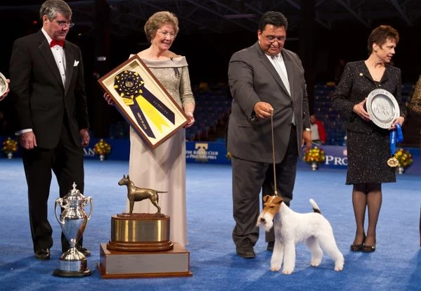 Stache took the National Dog Show throne.