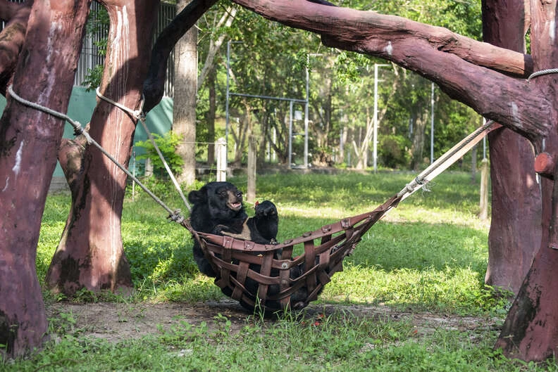 The adorable bear seems very chilled out every day, proving his indomitable spirit.