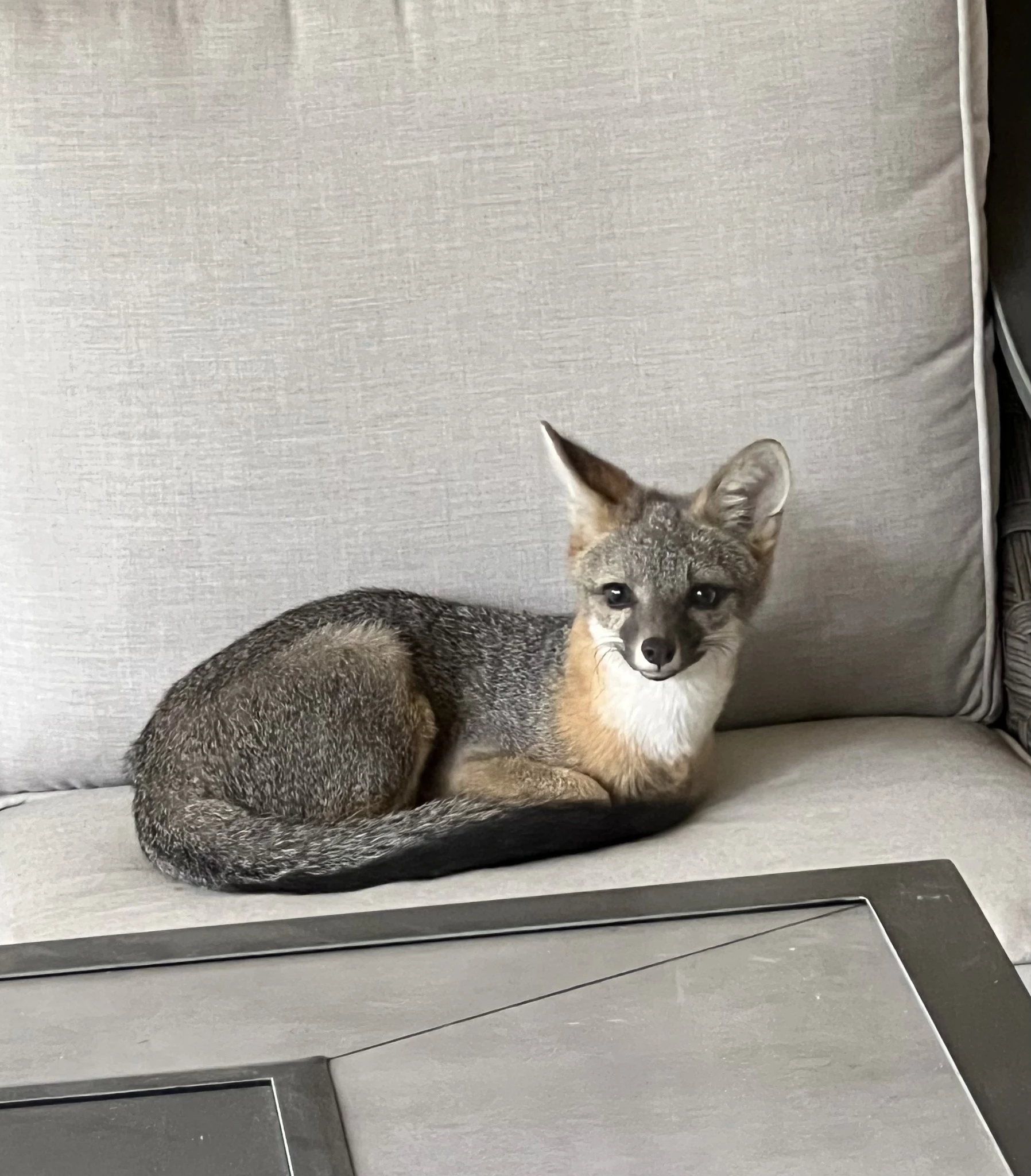 The little animal appeared in no hurry to abandon its comfortable spot on the couch.