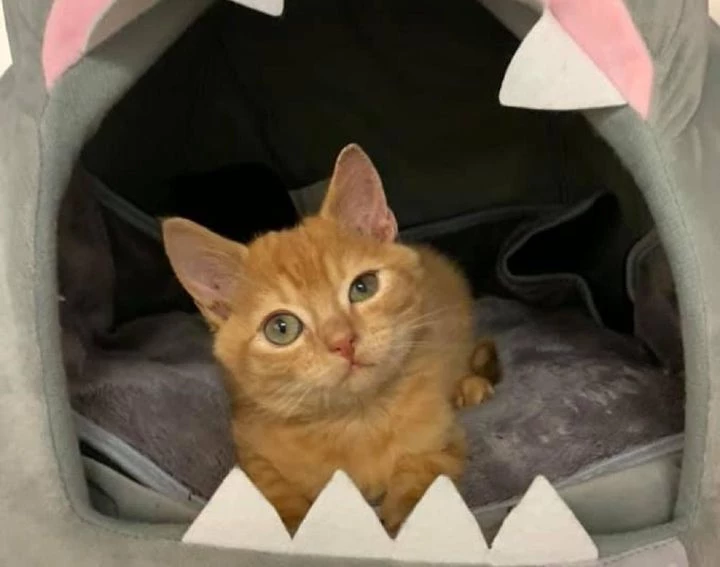 Murphy was renamed Mr. Bean, and he finally found his forever kingdom, along with a comfy shark bed.