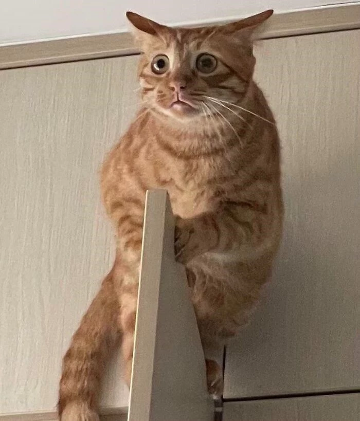 The Reaction Of This Cat Says It All