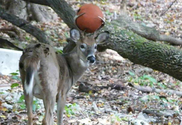 This Deer Over Here Is A Baller