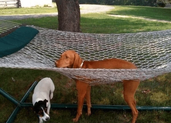 Don’t You Dare Hammock Me For This Blunder, Hooman