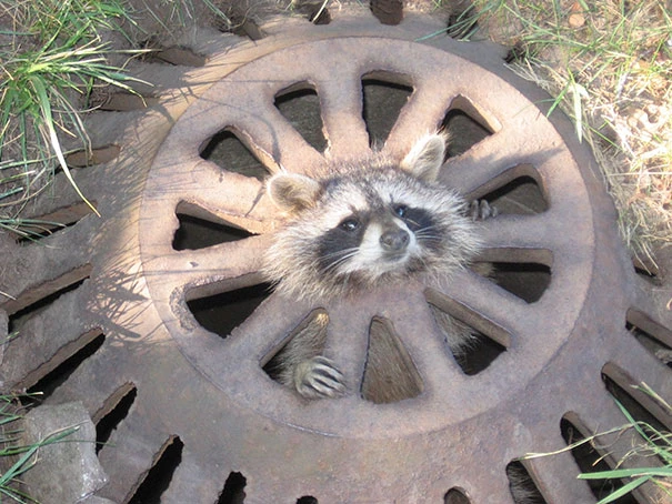 It Is Called A Manhole For A Reason, Raccoon