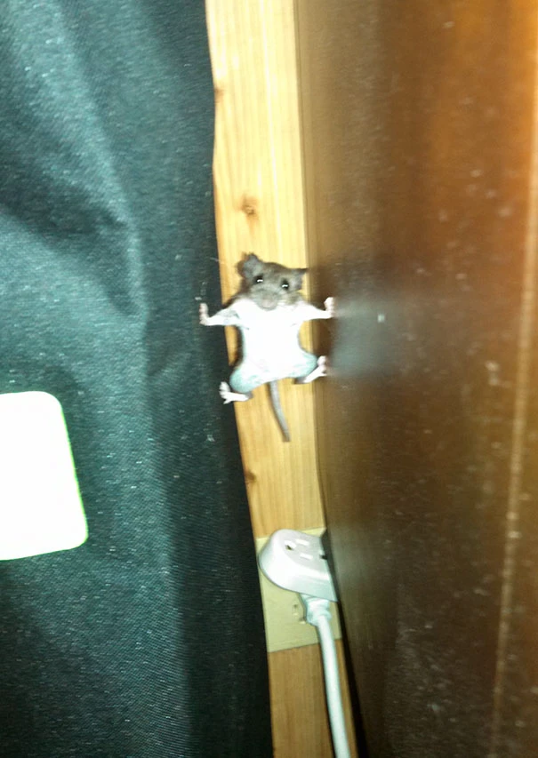 This Mouse Clearly Watched Too Much Mission Impossible