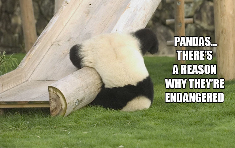 This Panda Aspires To Be An Acrobat Someday