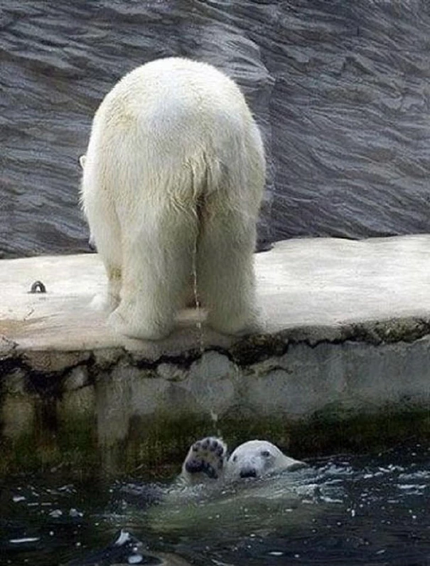 That Poor Polar Bear Is Literally Drowning In Waste