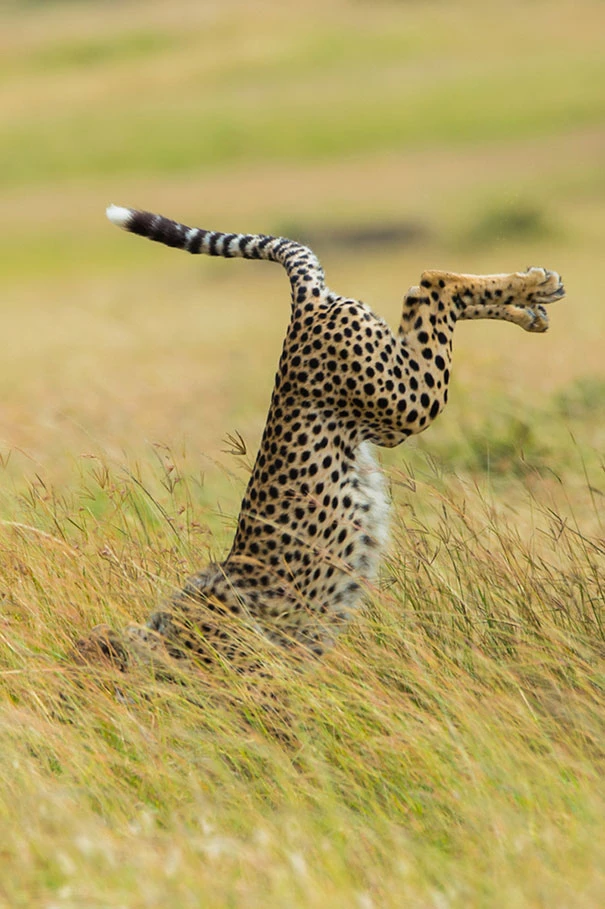 Even Cheetahs Can’t Control Their Speed Sometimes