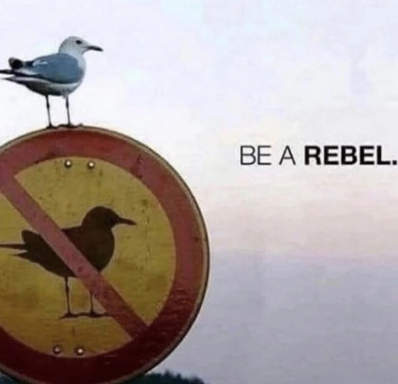 This Seagull Is Going Places