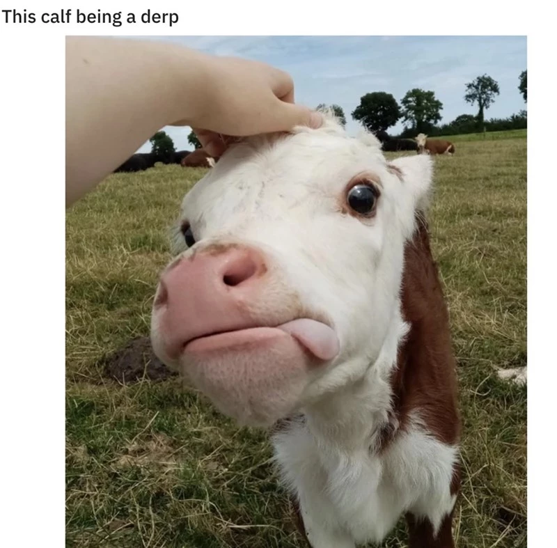 Derpy Calf Is My Monday Mood
