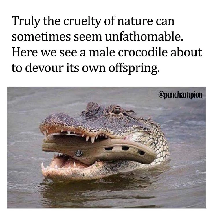 A Croc Eating A Croc