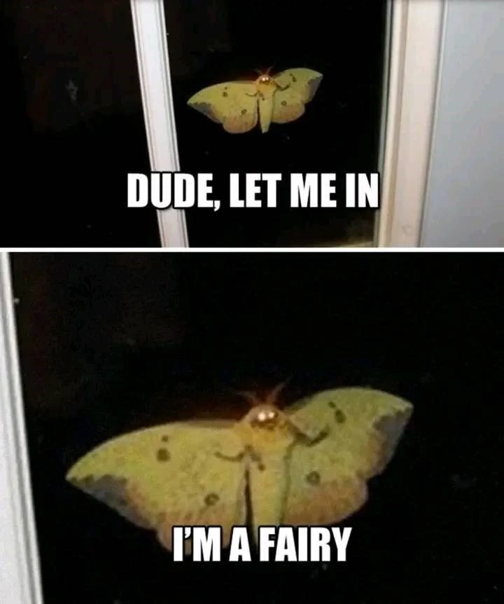 101 Reasons Why Moths Are Scary