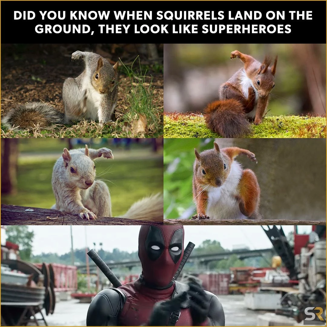 SuperSquirrel Landing!