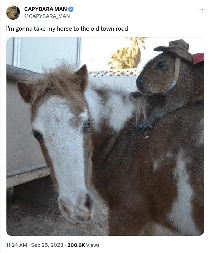 The Capybaras Also Love To Ride On Animals