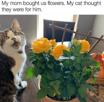 Flowers For Me? Aww Hooman, You Really Don’t Have To