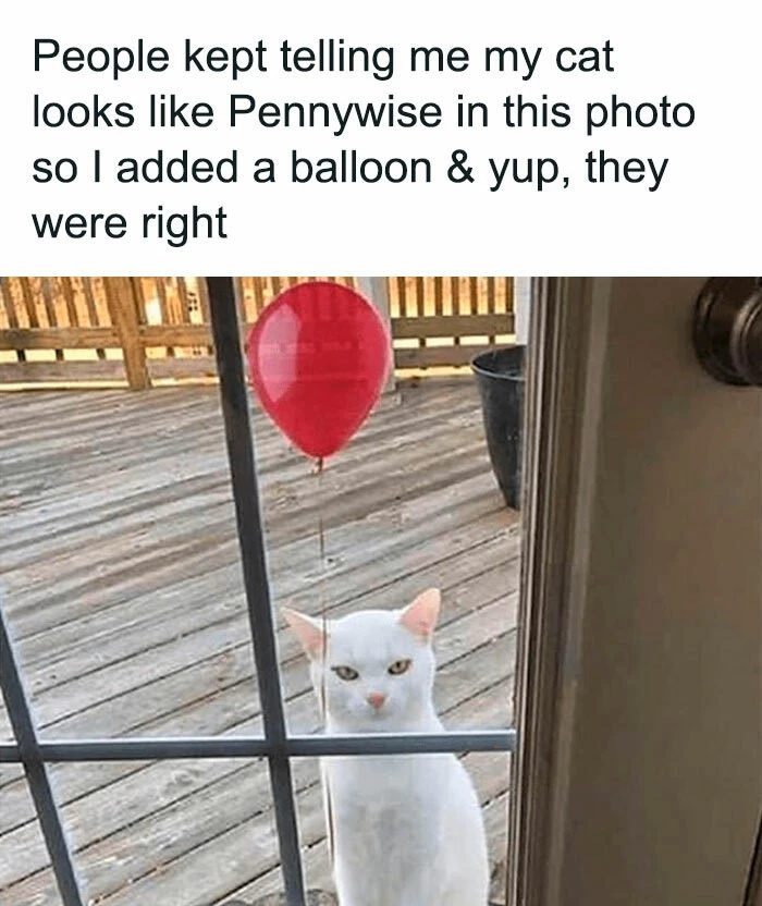 Therapist: “Pennywise Cat Isn’t Real, It Can’t Hurt You.” Also Pennywise Cat: