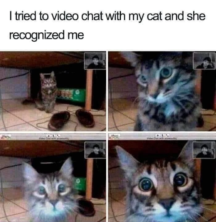 Quite A Tech Savvy Cat, Ain’t She