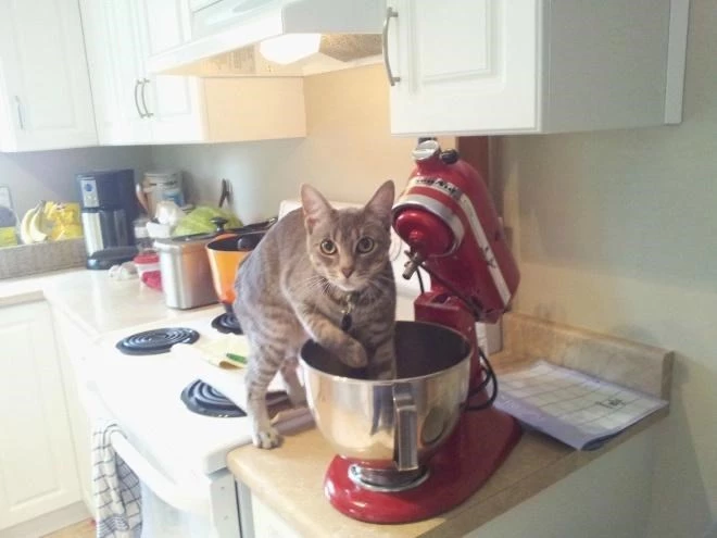Apparently, Cats Can Open A Blender To Steal What’s Inside