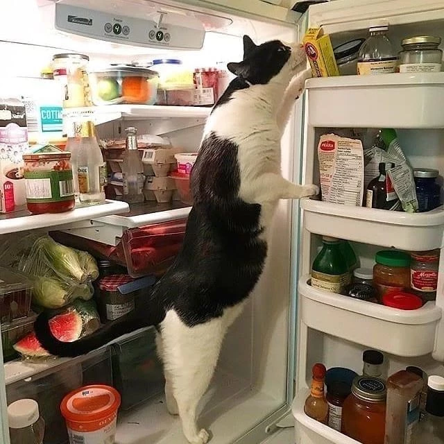 This Is Me At 2 AM, Scouring For Food In The Fridge