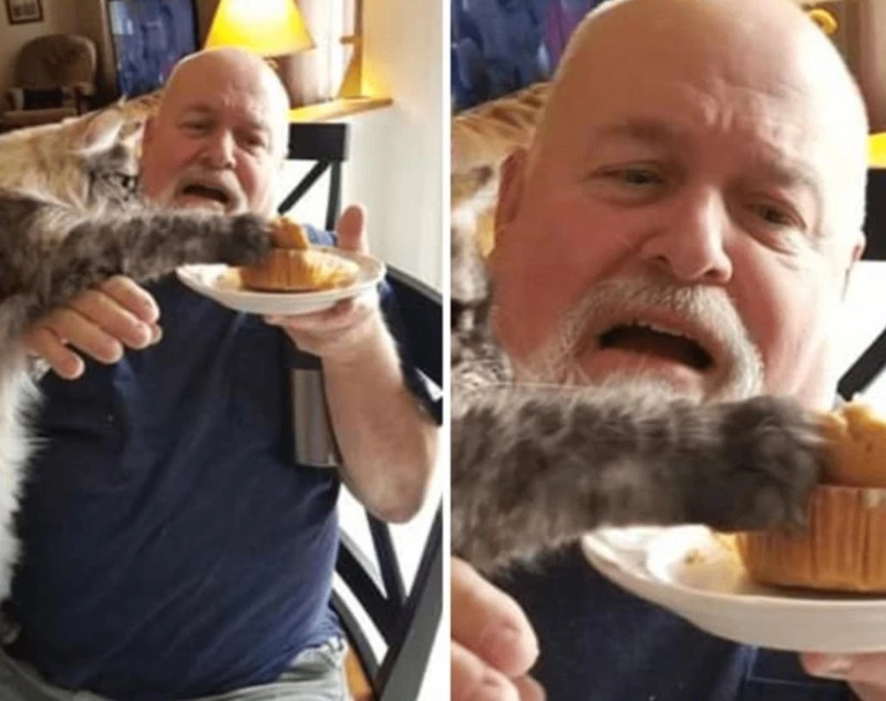 The Face You Make When You’re About To Lose Your Meal To A Bloody Cat