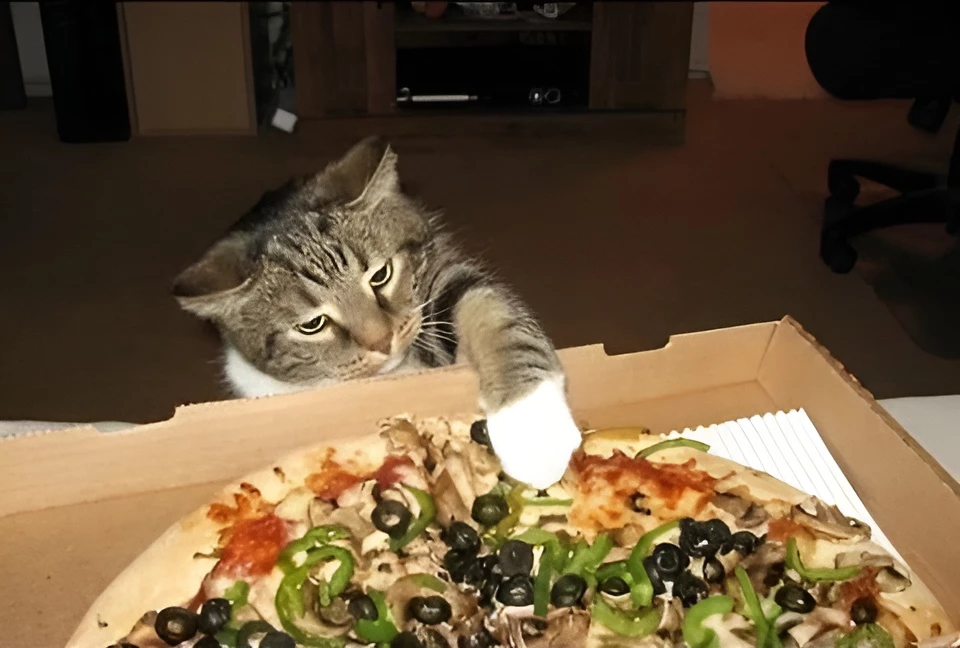 I May Not Know Much About Cats, But I’m Sure This One Is An Italian