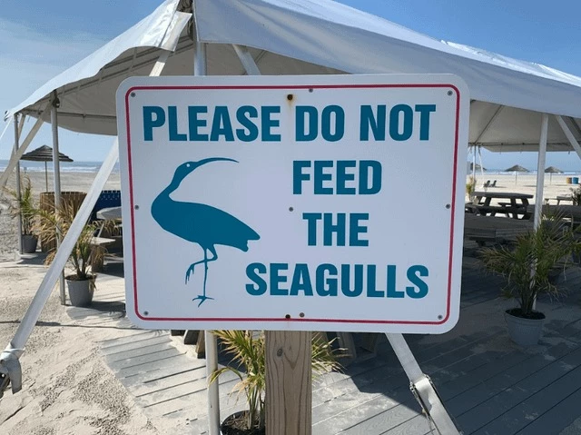I Am No Biologist, But I’m Pretty Sure That’s Not A Seagull