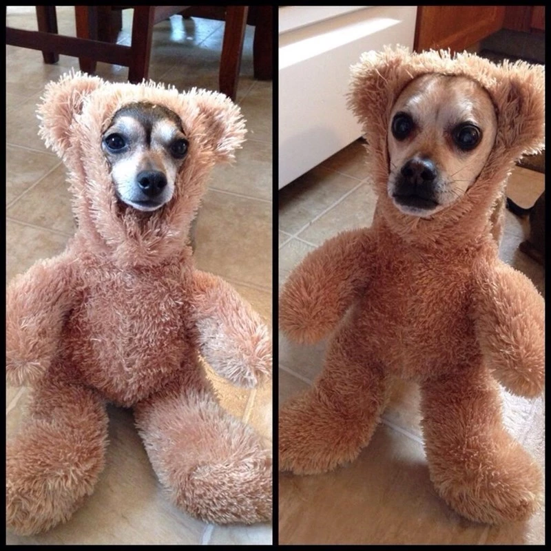 When Mom Said We Already Have A Teddy At Home: