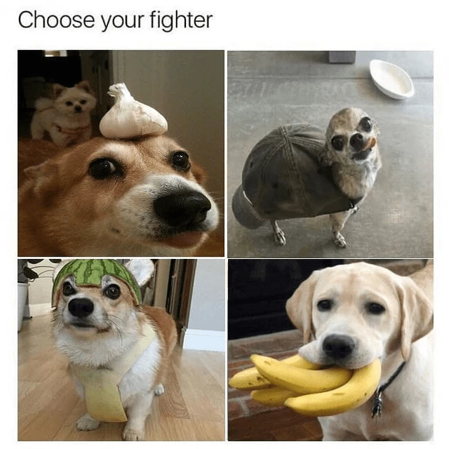 My Pick Would Be Doggo Number 4 With The Banana Tusks. Who’s Your Pick?