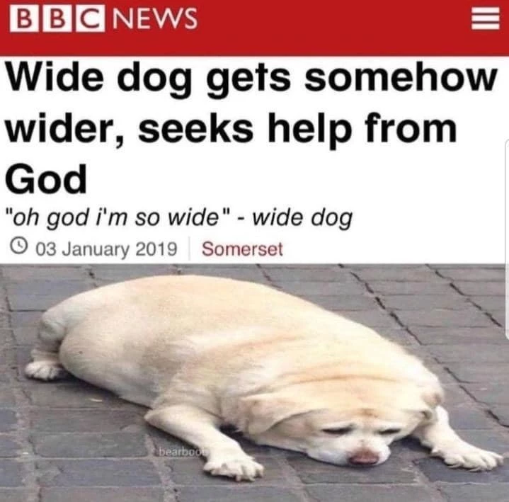 Where Can I Find This Wide Doog, And How Can I Adopt Him?