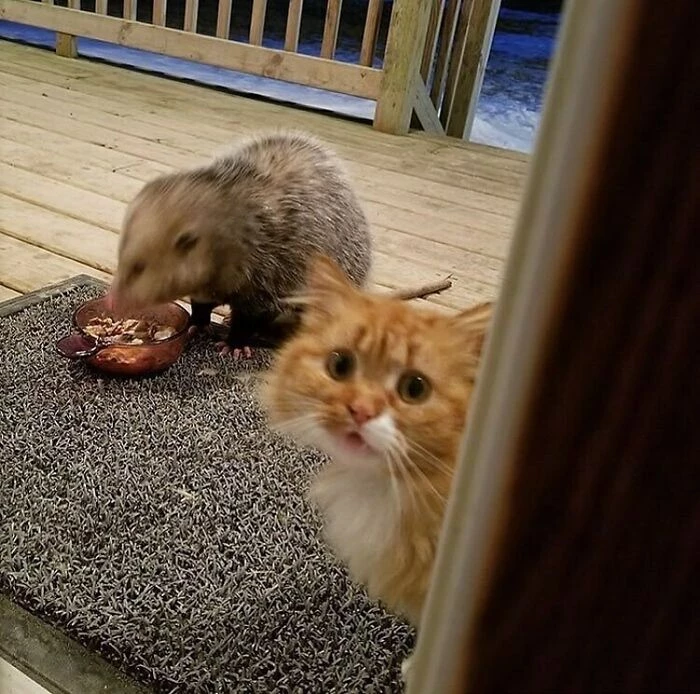 Hooman, This Weird Creature Is Stealing My Food!