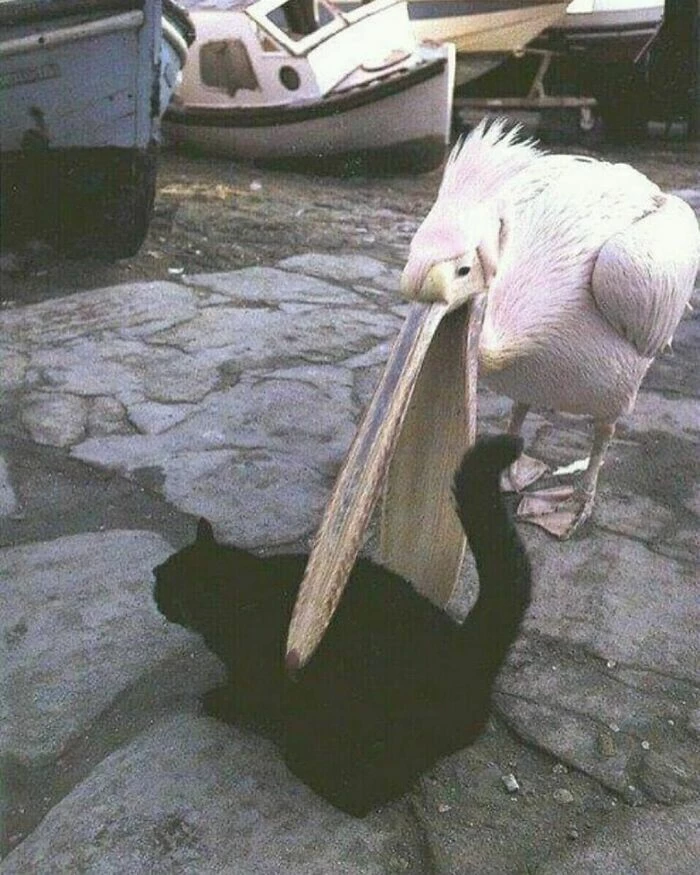 That Pelican Is Picking The Wrong Opponent