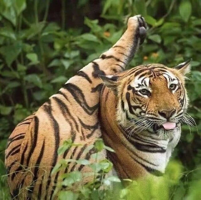 Tigers Are Just Big Derpy Cats With Stripes. Change My Mind
