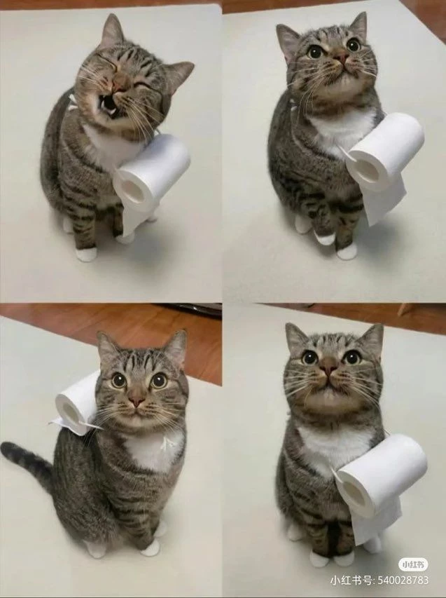 Care For Some Toilet Paper, Hooman?