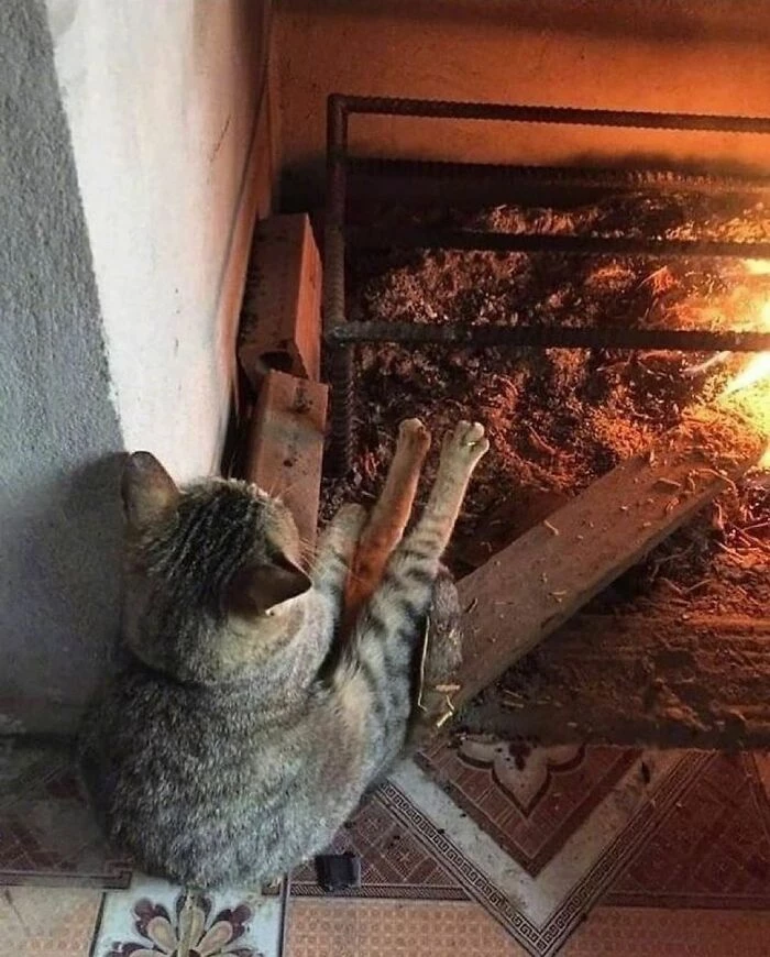 When It’s Too Cold Outside, Even Felines Need To Warm Themselves Up