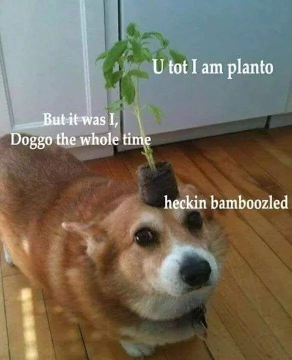 But It Was I, Doggo The Whole Time