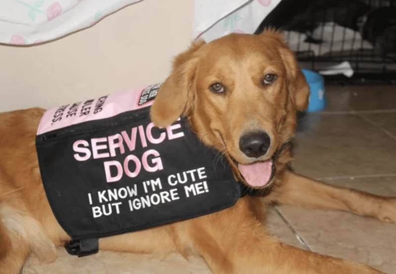 How Can I Get Service From This Doggo?