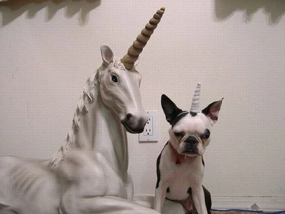 The Unicorn You Wish For, And The One You Got