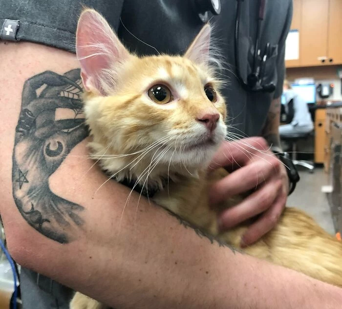 This Tattoo Looks Like It’s Petting The Cat