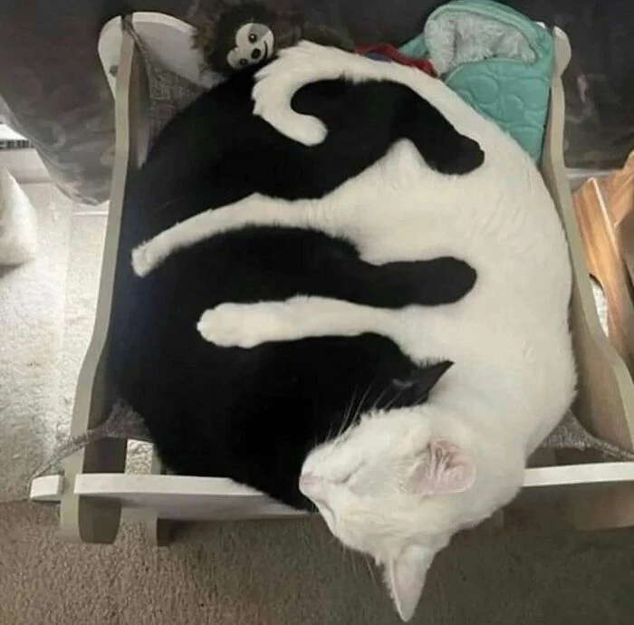 The Perfect Balance Between Yin And Yang