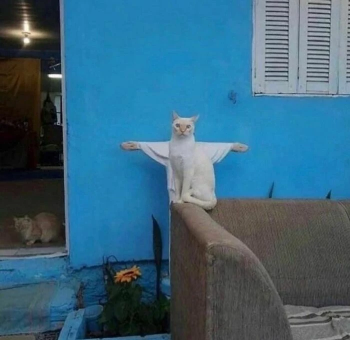 Therapist: “Cat Jesus Isn’t Real, He Can’t Hurt You.” Meanwhile Cat Jesus: