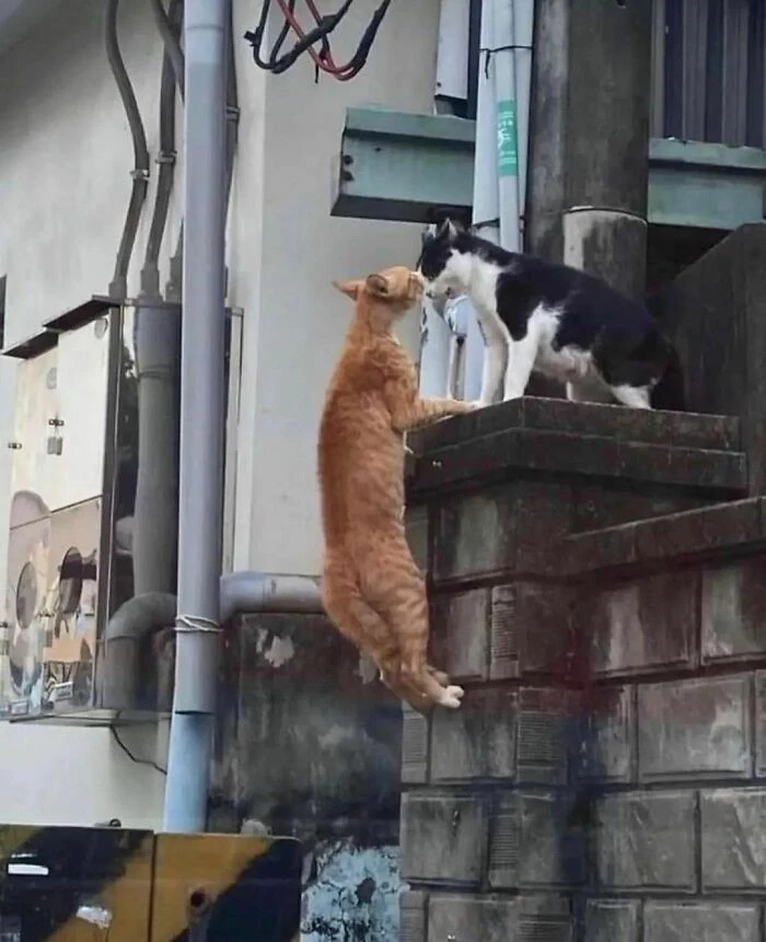 The Forbidden Love Story Between Romeow And Julicatte