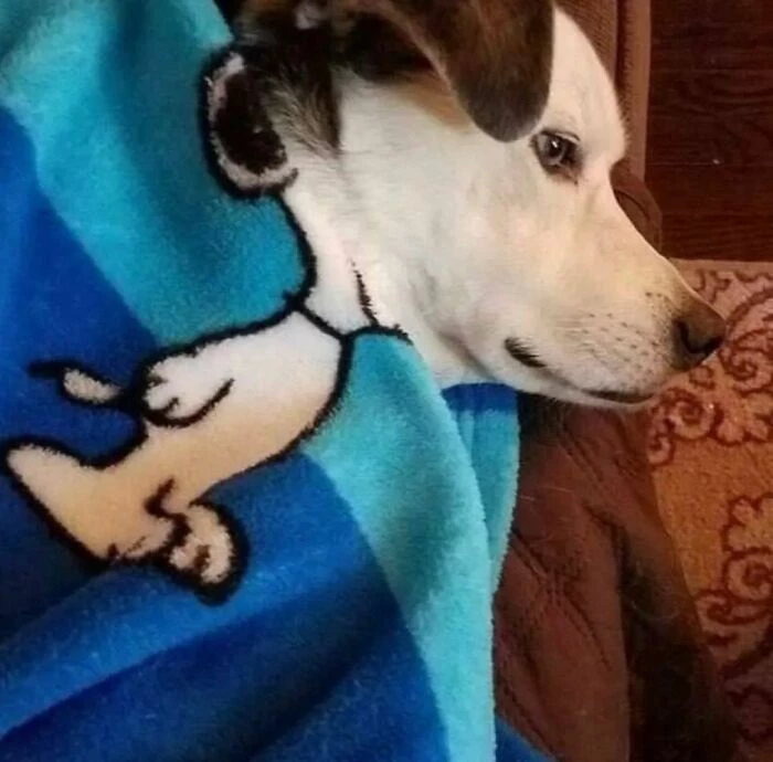 That Time When My Dog Accidentally Becomes Snoopy