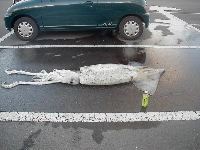 Hold On, Let Me Park My Squid First