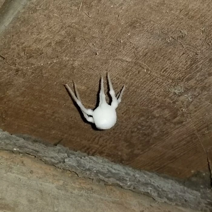 If You Think The Pictures Above Aren’t Weird Enough, Here’s A Picture Of A Zombie Spider, That Can Move Even After Its Death