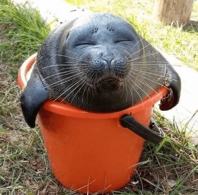 When It’s Too Hot Outside, And A Bucket Is All You Have