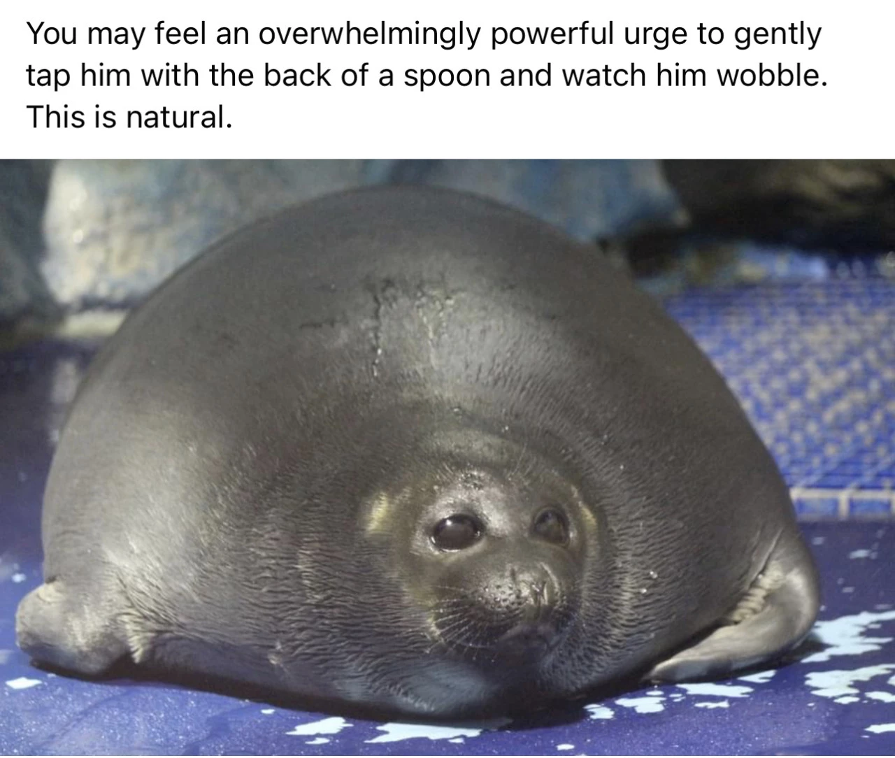 Why Are Seals Always This Chonky Though?