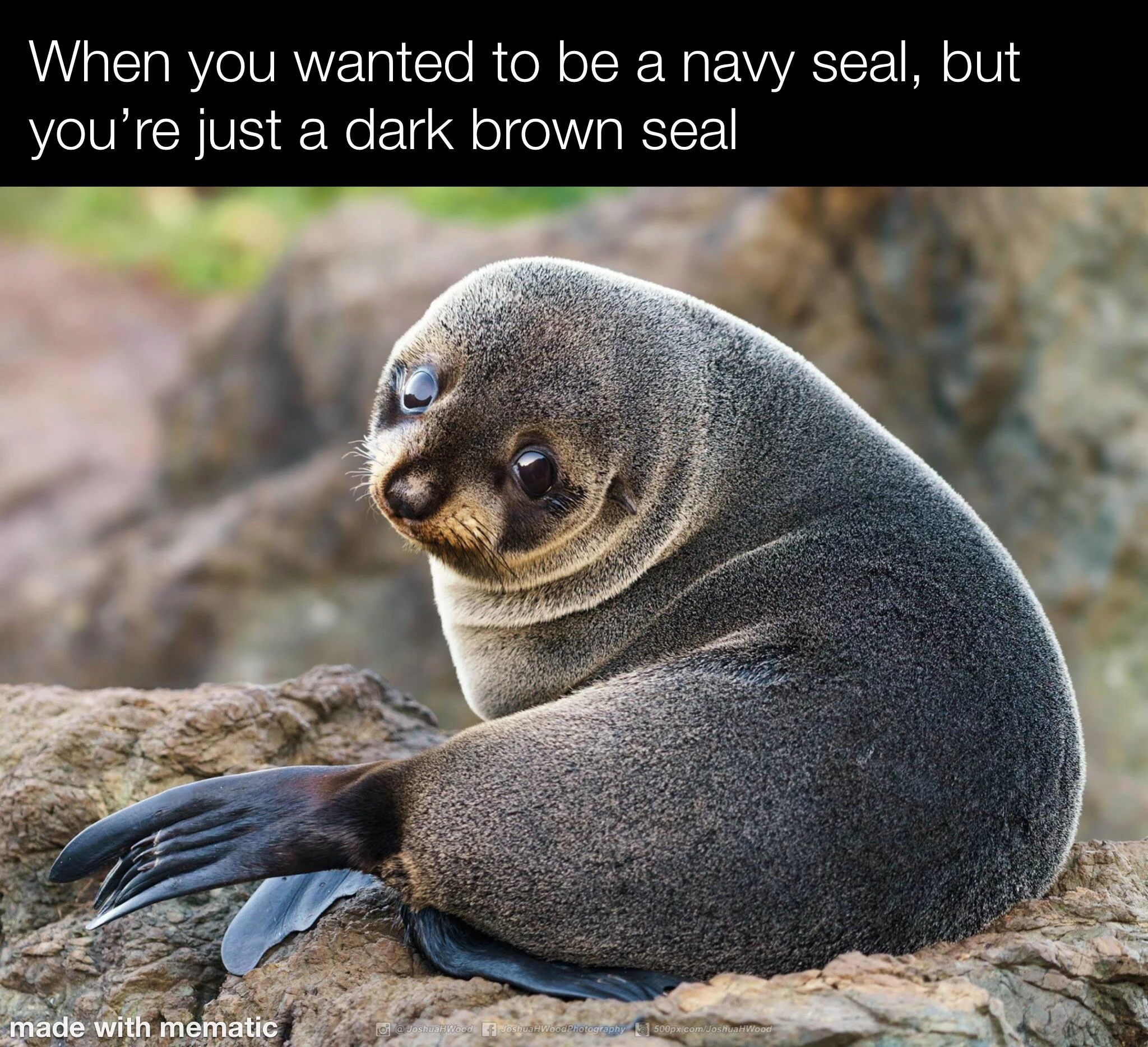 This Well-Crafted Pun Deserves A Seal Of Approval