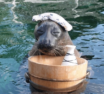 This Seal Is Enjoying Life More Than We Do